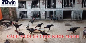cach-nuoi-ga-choi-khoe-manh