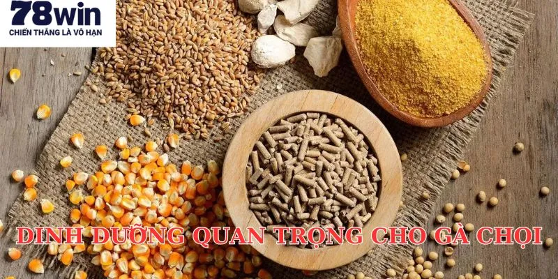 Cách nuôi gà chọi khỏe mạnh thông qua dinh dưỡng