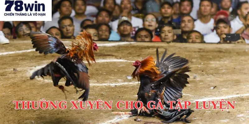 Xây dựng lịch tập luyện khoa học cho gà