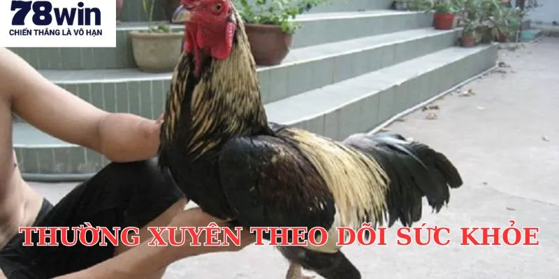 Thường xuyên theo dõi sức khỏe của gà