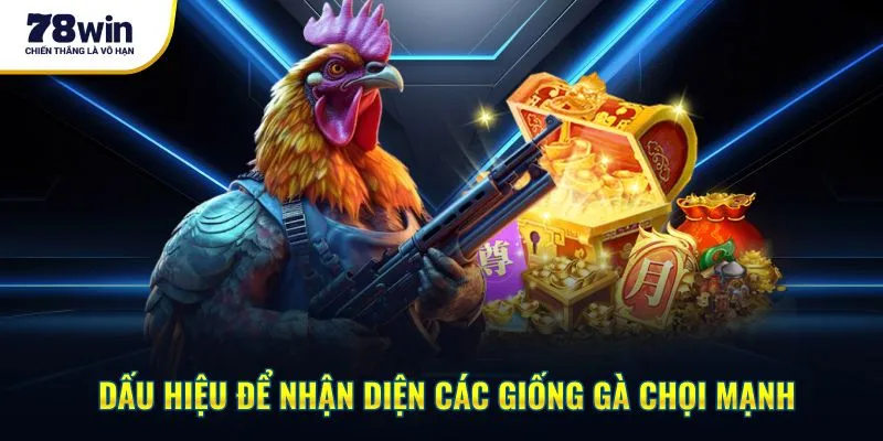 Dấu hiệu để nhận diện các giống gà chọi mạnh