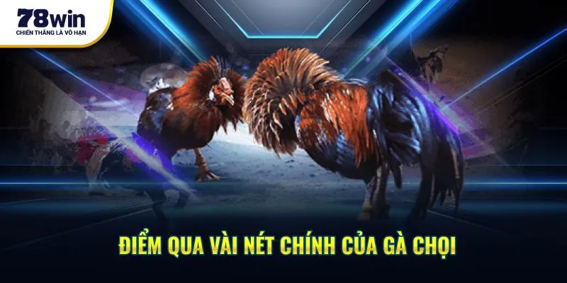 Điểm qua vài nét chính của gà chọi