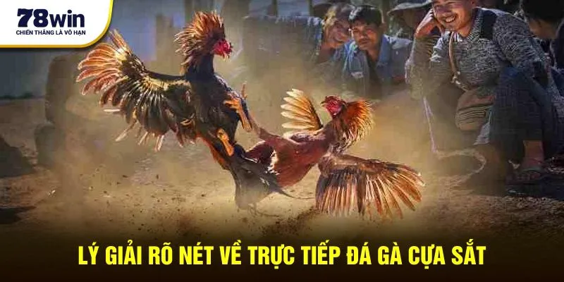 Lý giải rõ nét về trực tiếp đá gà cựa sắt