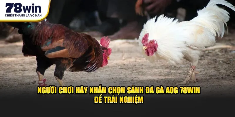 Người chơi hãy nhấn chọn Sảnh đá gà AOG 78win để trải nghiệm