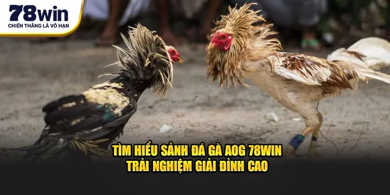 Tìm hiểu những ưu điểm khi tham gia vào Sảnh đá gà AOG 78win