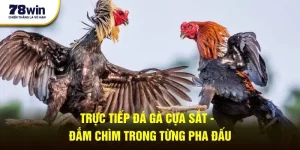 truc-tiep-da-ga-cua-sat-dam-chim-trong-tung-pha-dau