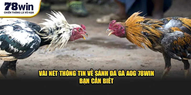 Vài nét thông tin về sảnh đá gà AOG 78Win bạn cần biết